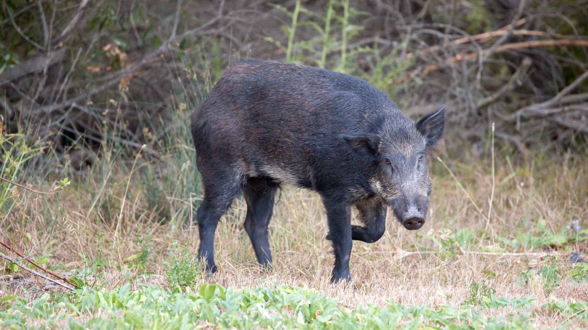 usda-set-for-round-2-of-feral-pig-extermination-at-havasu-12news